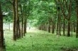 Giá cao su kỳ hạn tại Tokyo ngày 9/6 biến động không đồng nhất 
